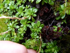 Celmisia bellidioides