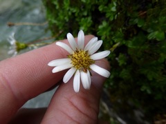 Celmisia bellidioides