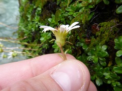 Celmisia bellidioides