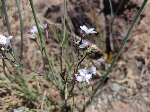 Image of Hesperolinon congestum by (c) Alexander Wentworth, some rights reserved (CC BY)