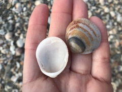 Glycymeris nummaria