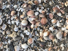 Glycymeris nummaria
