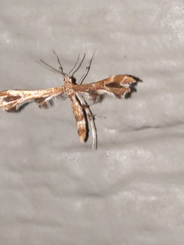 Grape and Sheppard's Plume Moths photo 5