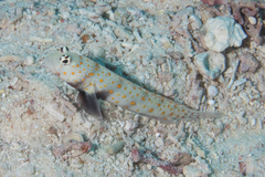 Amblyeleotris guttata