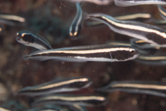 Convict Blenny photo 4
