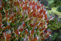 Metrosideros umbellata