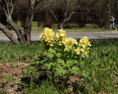 Corydalis bracteata