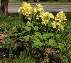 Corydalis bracteata