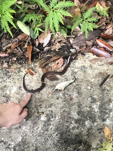 Photo of a Taiwan Keelback (Rhabdophis swinhonis)