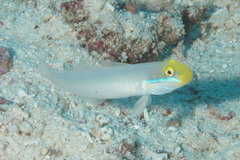 Valenciennea strigata