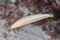 Hologymnosus doliatus