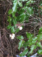 Symphoricarpos albus