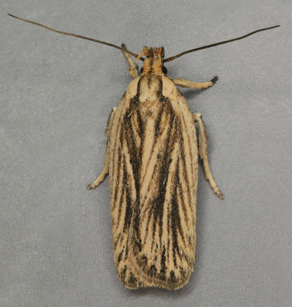 Agonopterix umbellana