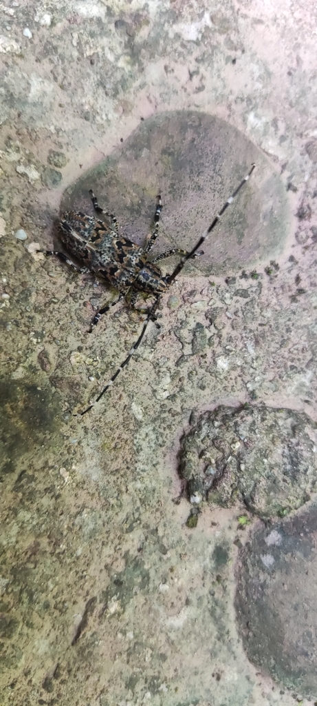 Agelasta bifasciana