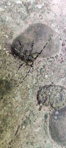 Agelasta bifasciana · iNaturalist