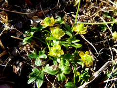 Ranunculus pygmaeus