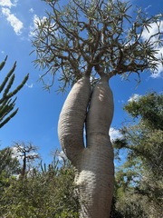 Image of Pachypodium mikea