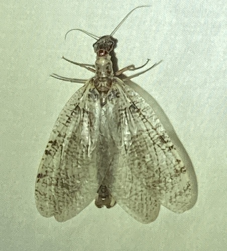 Orohermes crepusculus