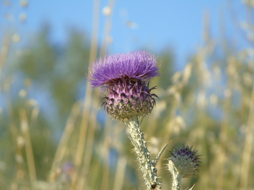 Onopordum illyricum iNat (3)