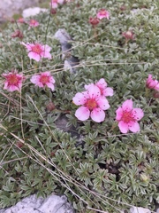 Potentilla nitida