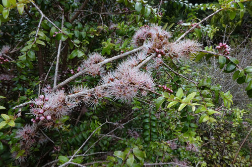 Metrosideros diffusa (Metrosideros diffusa)