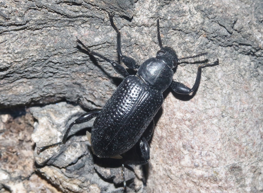 Derosphaerus rugosus