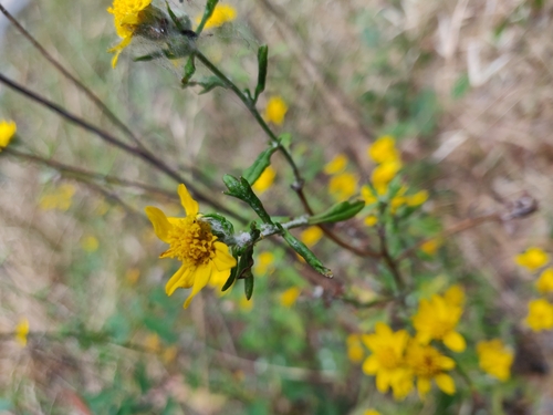 Image of Eriophyllum latilobum by (c) Alexander Wentworth, some rights reserved (CC BY)