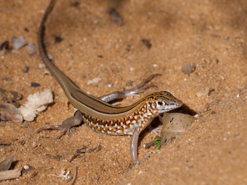 Peters' Keeled Cordylid