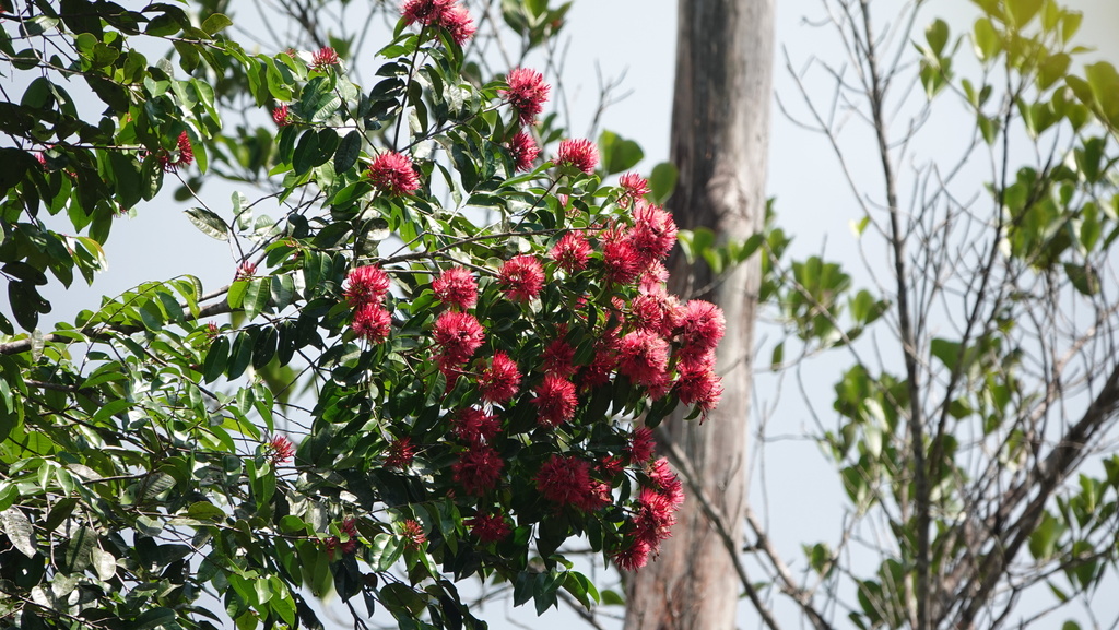 Vantanea guianensis