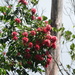 Vantanea guianaensis - Photo (c) Julien Piolain, algunos derechos reservados (CC BY-NC), subido por Julien Piolain