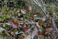 Rubus australis