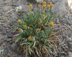 Erigeron bloomeri bloomeri