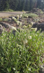 Silene oregana