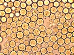 Pilobolus lentiger lentiger