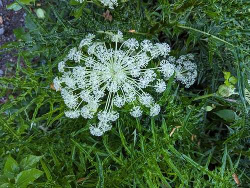 Angelica pubescens iNat (1)