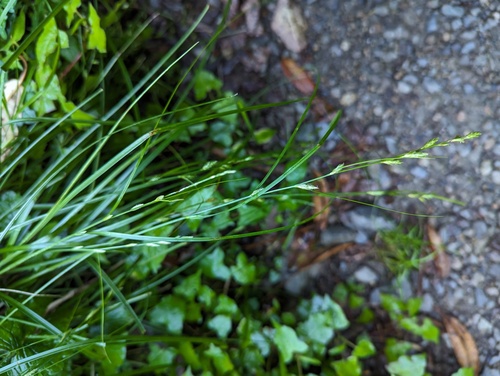 Carex rochebrunei iNat (1)