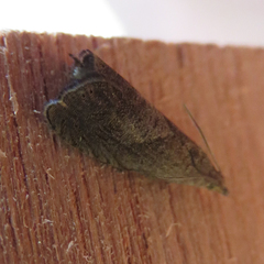 Dichrorampha simpliciana