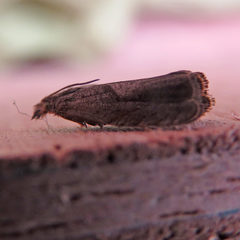 Dichrorampha simpliciana