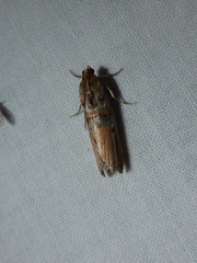 Dasypyga alternosquamella