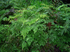 Adiantum raddianum image