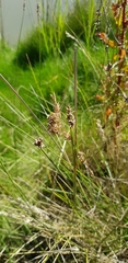 Carex tereticaulis