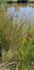 Carex tereticaulis