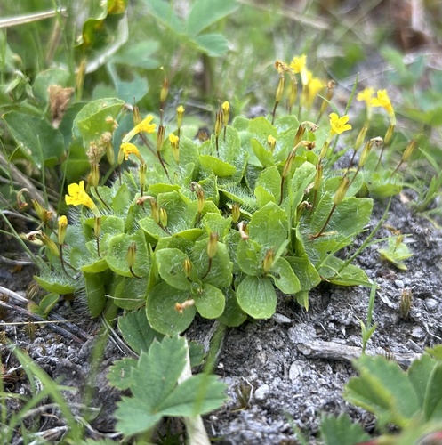 Primrose Monkey Flower