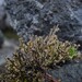 Cladonia stricta - Photo (c) C.S.Yampae, μερικά δικαιώματα διατηρούνται (CC BY-NC), uploaded by C.S.Yampae