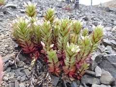 Epilobium pycnostachyum