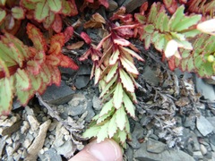 Epilobium pycnostachyum