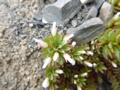 Epilobium pycnostachyum