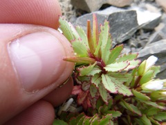 Epilobium pycnostachyum
