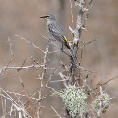 Setophaga coronata coronata × auduboni