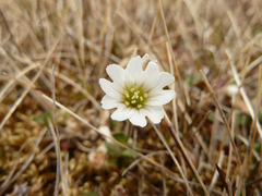 Cerastium nigrescens arcticum